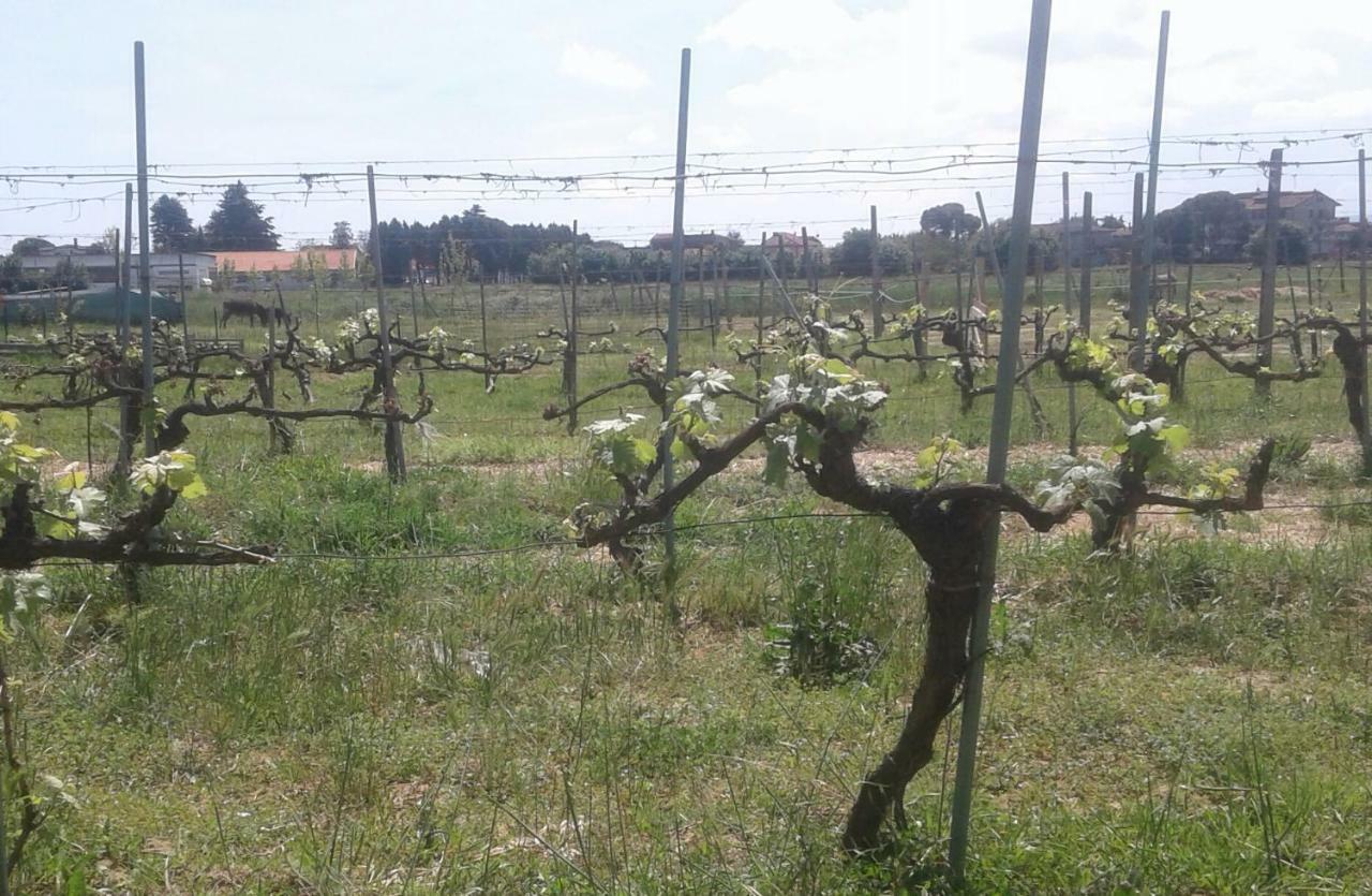 Podere Alberello Torrita di Siena Εξωτερικό φωτογραφία